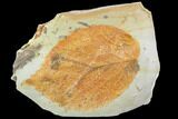 Fossil Leaf (Beringiaphyllum) - Montana #105213-1